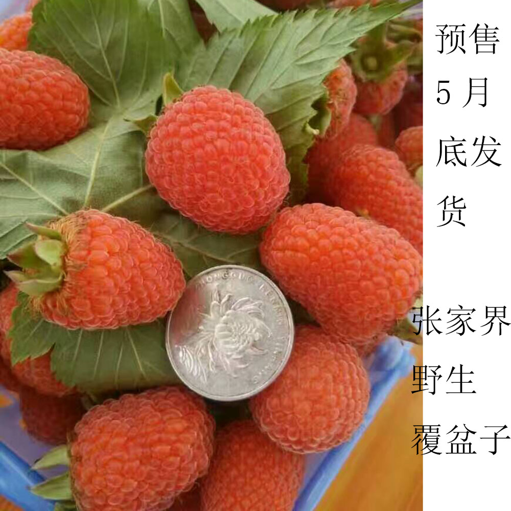 预售张家界野生覆盆子 新鲜三月泡 树莓 非空心泡稀有水果非树苗