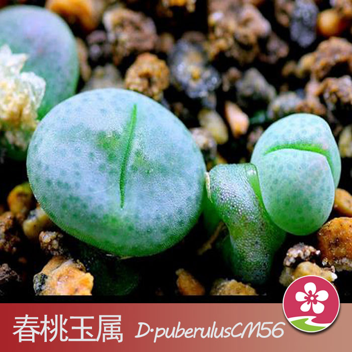 【醉花多肉种子】美国mesa进口多肉种子春桃玉属d.puberulus cm56