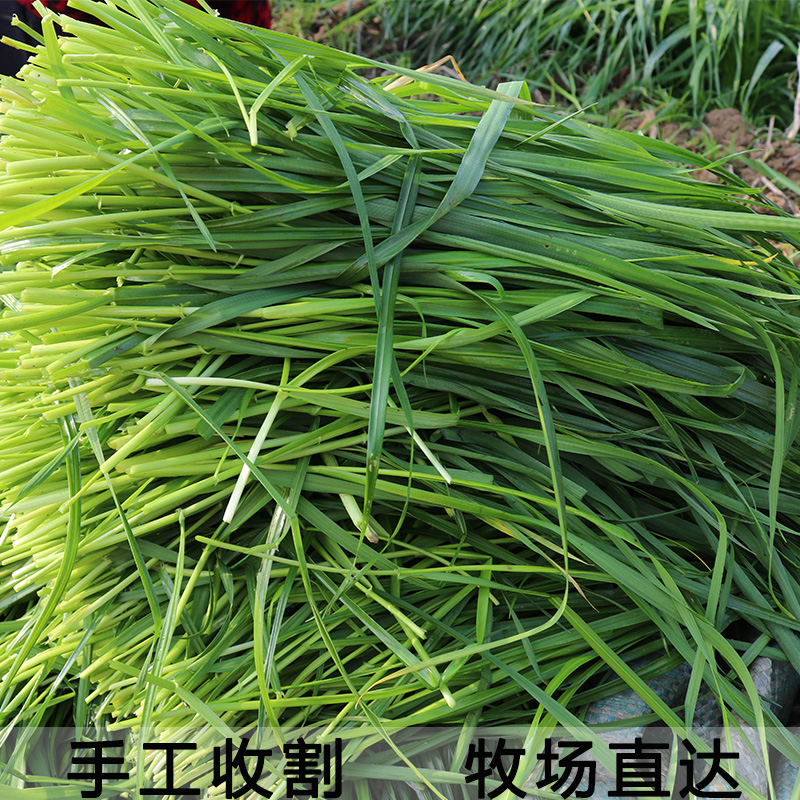 查看淘宝新鲜南提 提摩西鲜草现割250g兔草兔兔龙猫荷兰猪吃的牧草4份