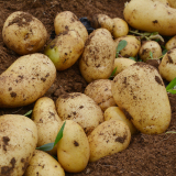 农家现挖新鲜小土豆5斤
