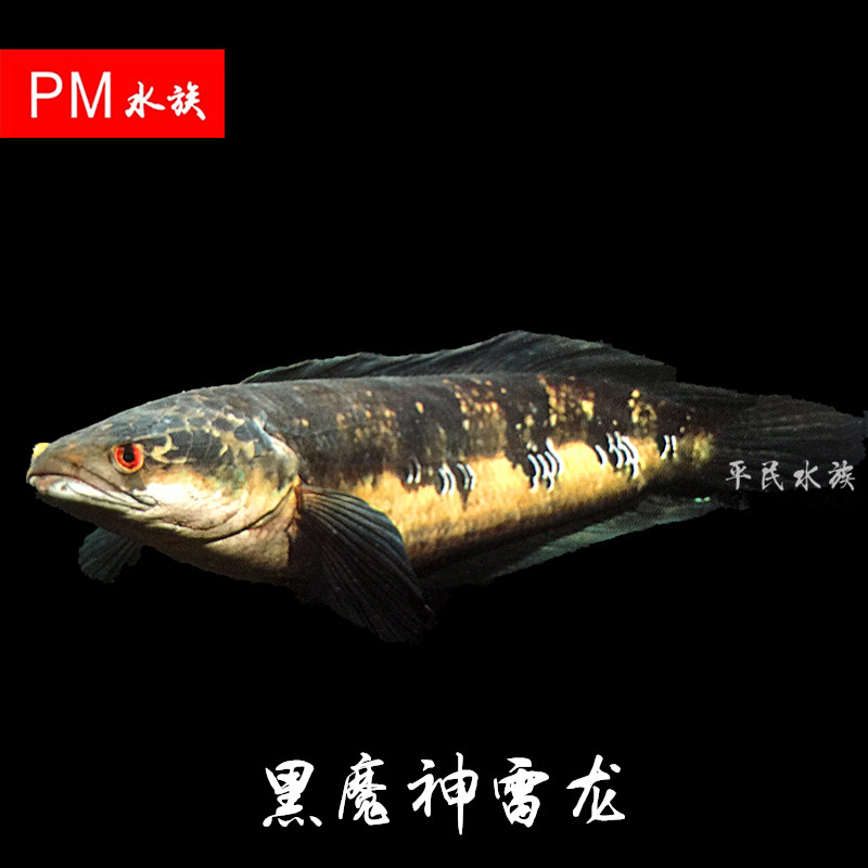 进口 七彩海象雷龙鱼 淡水鱼热带观赏鱼活体 混养龙