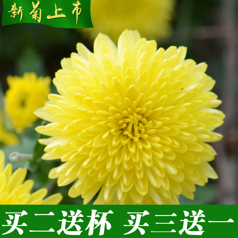 徽州婺源皇菊 特级金丝皇菊 黄菊黄山贡菊花茶叶一朵一杯30g
