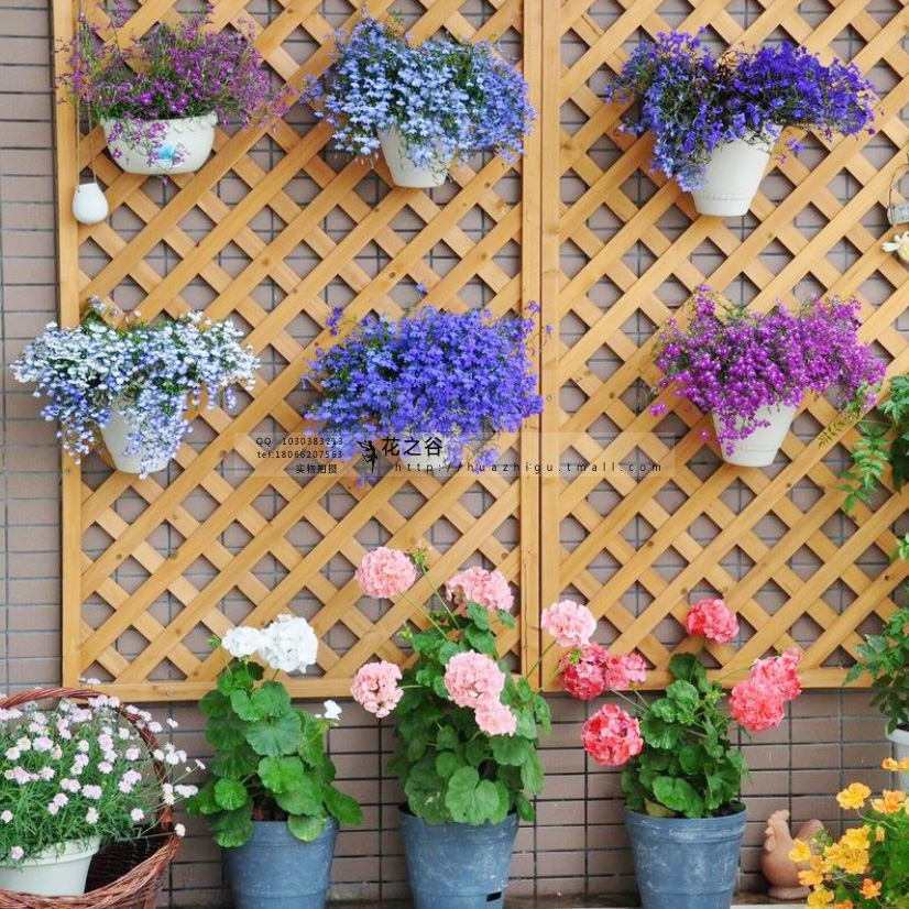 花种子四季易活 翠蝶花种子 半边莲种子 阳台吊兰 盆栽