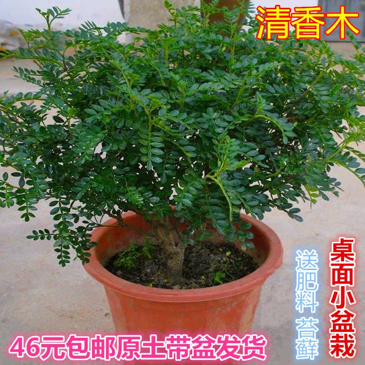 清香木盆景树桩驱蚊杀菌吸甲醛防辐射办公客厅大型绿植物盆栽包邮