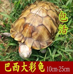大乌龟活体巴西彩龟观赏招财龟 情侣龟宠物巨型 特大巴西龟