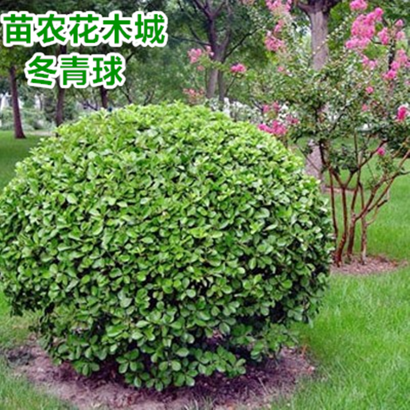  ˶ ̻綬ֲ̻ 