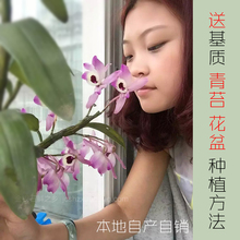 贵州赤水野生金钗石斛苗盆栽景霍山铁皮大丛新鲜兰花卉绿植物种苗