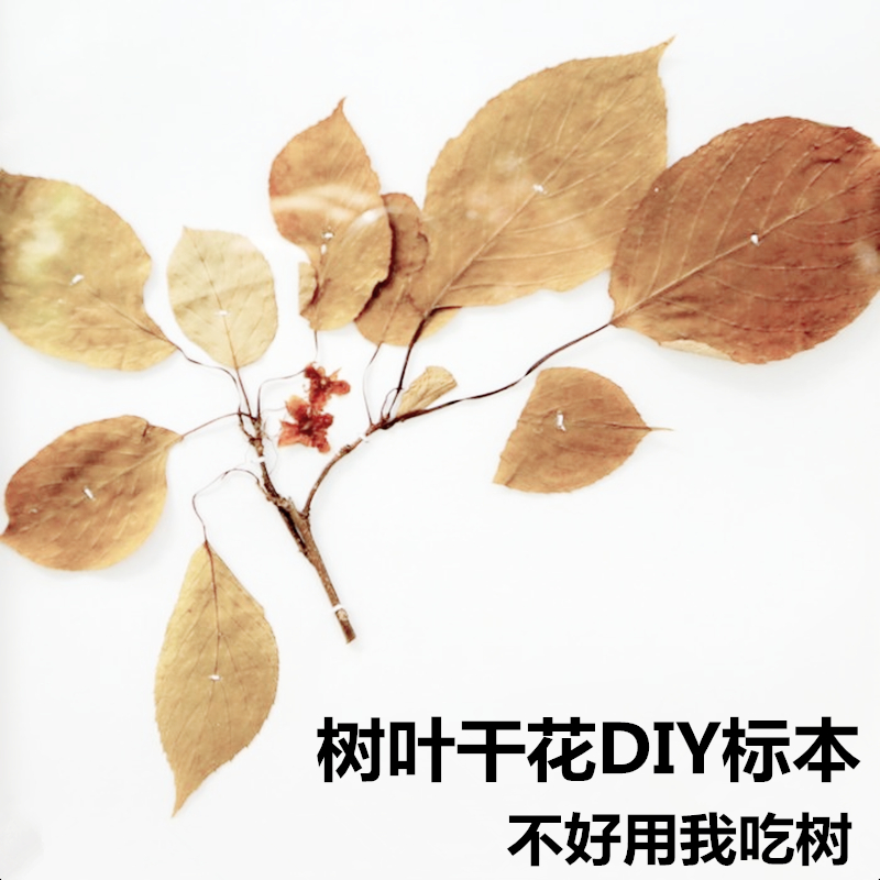 艺秀押花压花冷裱膜满天星熏衣草植物标本干花