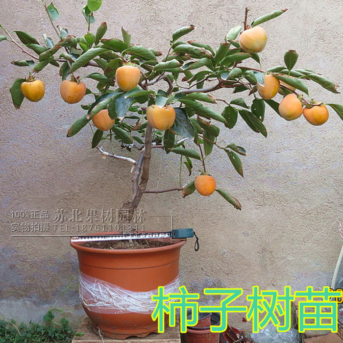 柿子树苗盆栽阳台嫁接水晶苗南方北方庭院果树苗种植当年结果包邮