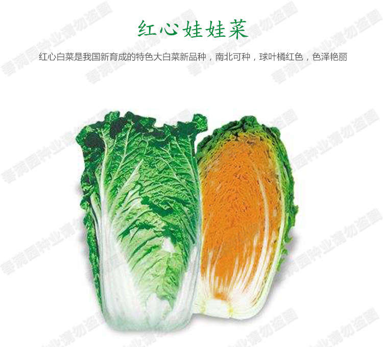 红心娃娃菜种子 韩国进口小白菜桔心抗热抗病 秋季四季播高产蔬菜