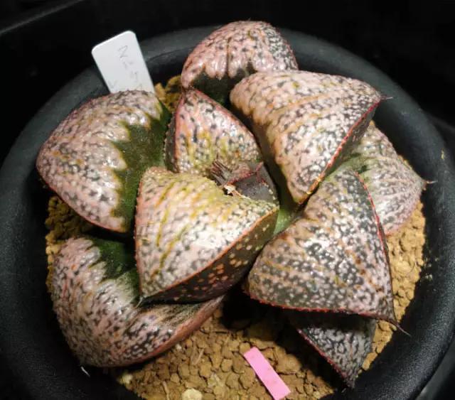 鲍勃红 bob"s red 青蟹寿 组培苗 一物一拍 十二卷 多肉植物 铭品