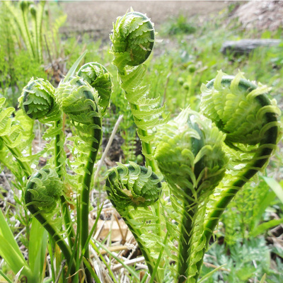 东北山野菜根苗广东菜荚果蕨黄瓜香苗阳台庭院种植盆栽菜苗