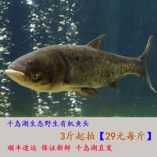 ǧлͷҰͷˮͷͷʻͷл