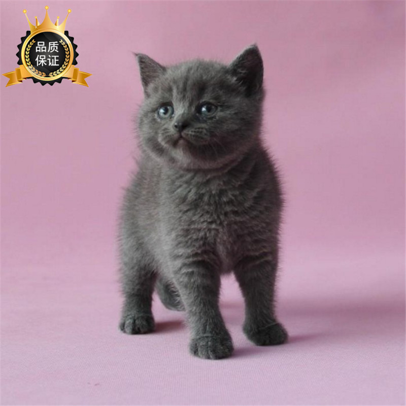 出售纯种英国短毛猫 包子脸立耳蓝猫活体宠物家养繁殖