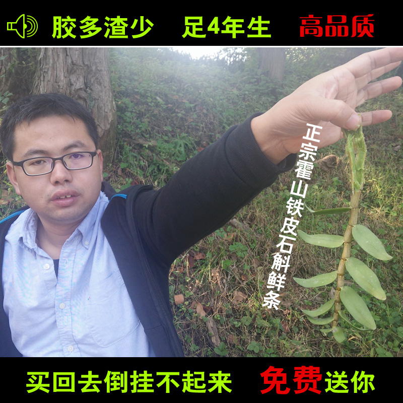 霍山铁皮石斛鲜条四年生石斛新鲜仿野生铁皮滋补枫斗胶质饱满渣少