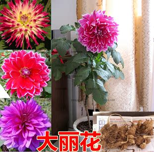 多色重瓣花卉 荷兰进口可水培风信子种球/秋冬播球根