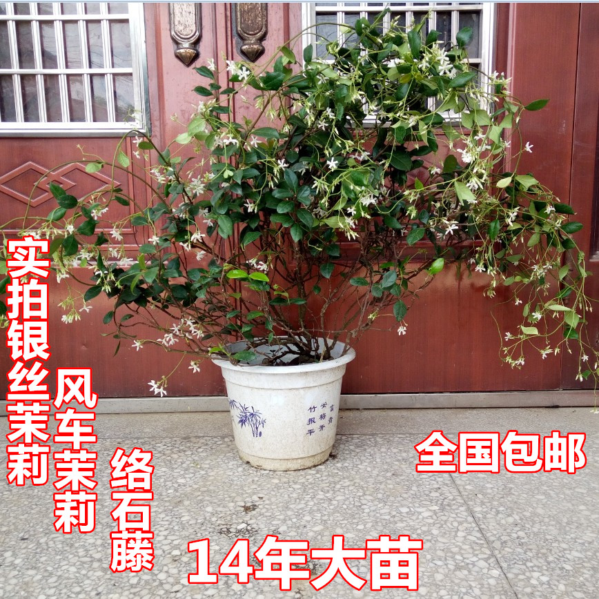 银丝茉莉爬藤植物 意大利络石 风车茉莉四季常青开花芳香 包邮