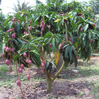 五彩芒果-芒果5斤包邮正宗树上熟海南贵妃芒果