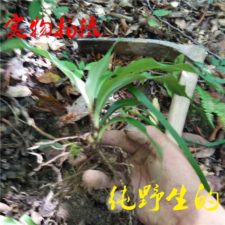 野生中草药材苗 牛尾七 竹根七 大岩七 室内盆景观叶四季青植物苗