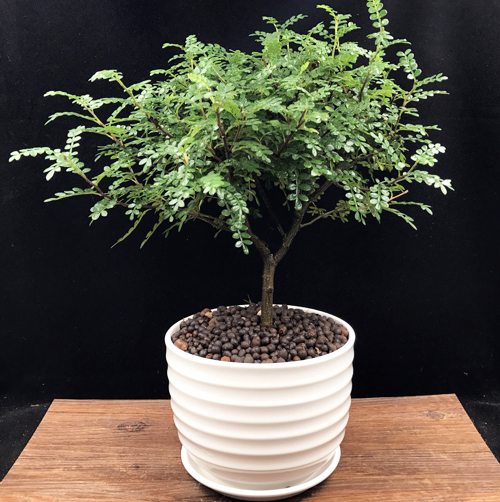 查看淘宝驱蚊植物 清香木盆栽盆景办公室内阳台防蚊虫提神绿植花卉免
