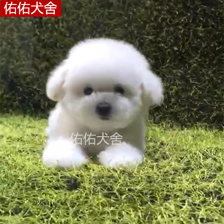 纯种纯白比熊幼犬活体比熊小狗宠物狗球体毛茸茸小型犬家庭白色狗