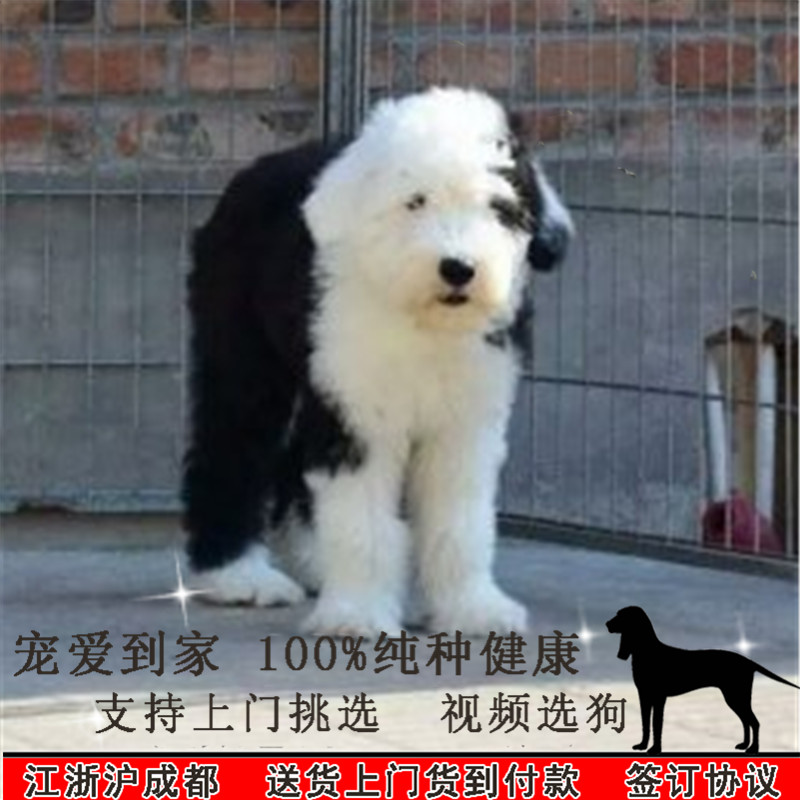 北京犬舍出售纯种古牧犬古代牧羊古墓幼犬活体宠物狗狗包健康1