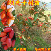 包邮 野生果树苗胡颓子树下山老桩盆栽牛奶羊奶子胡秃子带果发货