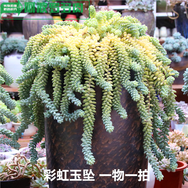 【精品多肉一物一拍】多肉植物彩虹玉坠新玉缀肉肉植物阿波罗多肉