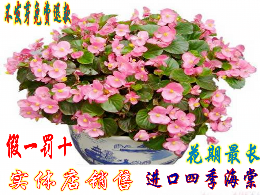 进口四季海棠花种子玻璃海棠种子四季播易种盆栽种子花卉景观种子