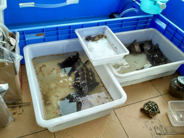盆 乌龟缸大号 龟箱白色饲养盒子 晒台水族养龟箱塑料冷冻盆冷藏