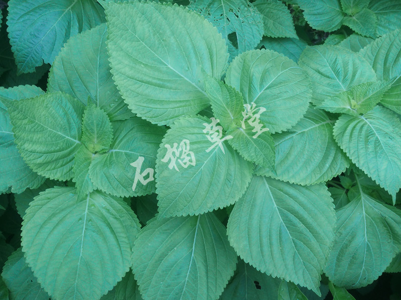 原生 白苏 苏子 荏苒 白苏子 玉苏子 苏梗 野苏麻 2016 种子