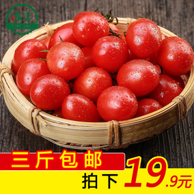 现摘圣女果新鲜小番茄新鲜小西红柿蔬菜非樱桃2.5斤包邮