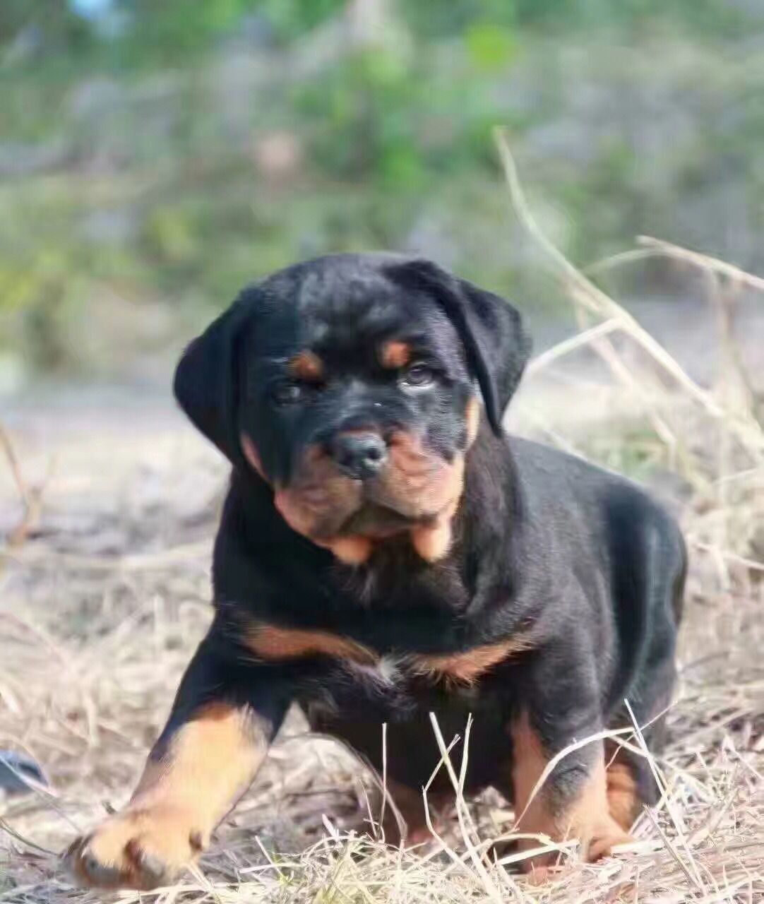 出售纯种赛级罗威纳幼犬 罗威纳幼犬活体 血统德系护卫犬包邮