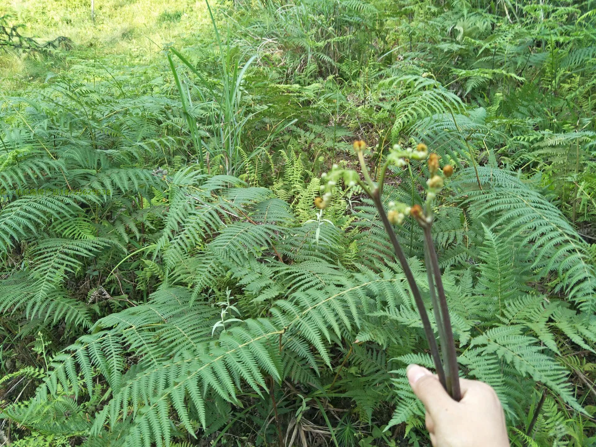 野生蕨菜苗 蕨菜 拳头菜 四季植物 蔬菜种子种苗 山野菜苗