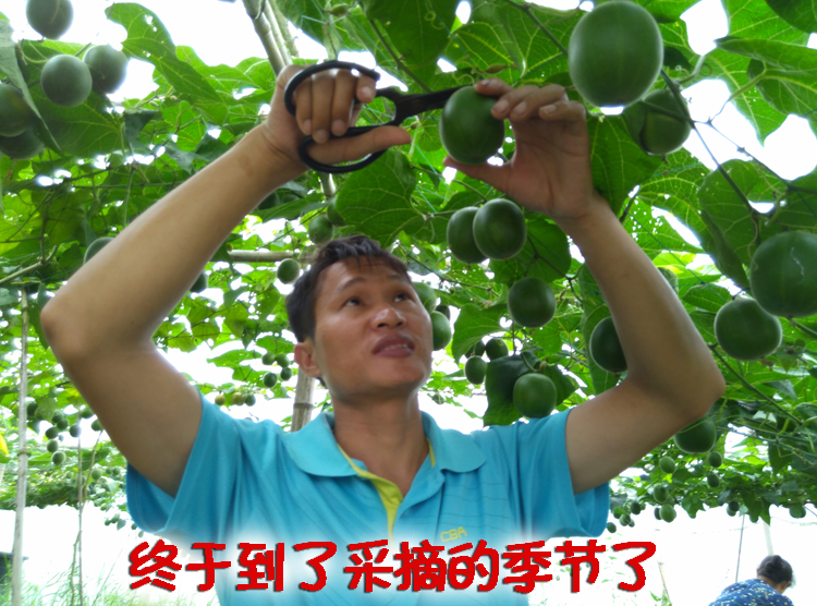 新鲜罗汉果大果 高山特级现摘生罗汉果  广西桂林罗汉果鲜果
