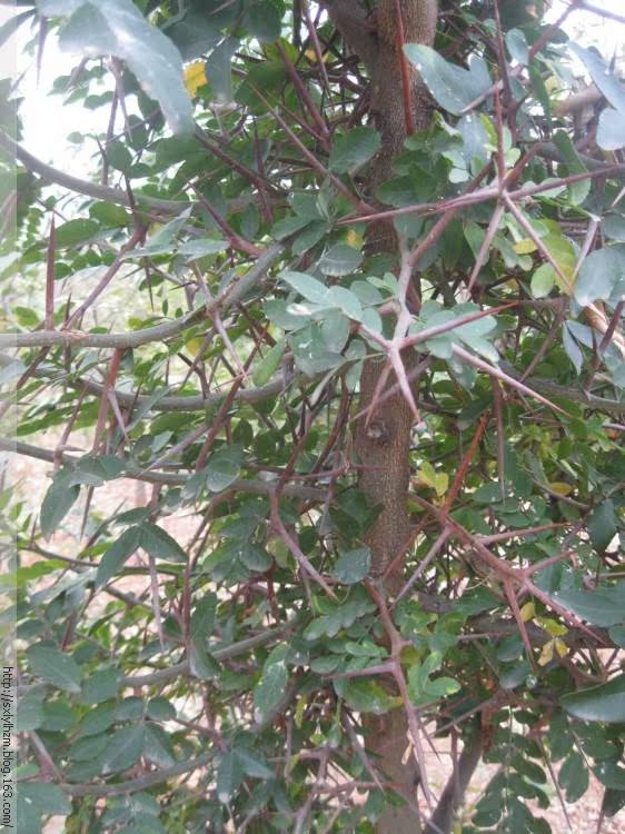 正宗山西大刺皂角树苗南北方种植皂荚造刺防护篱笆庭院行道树