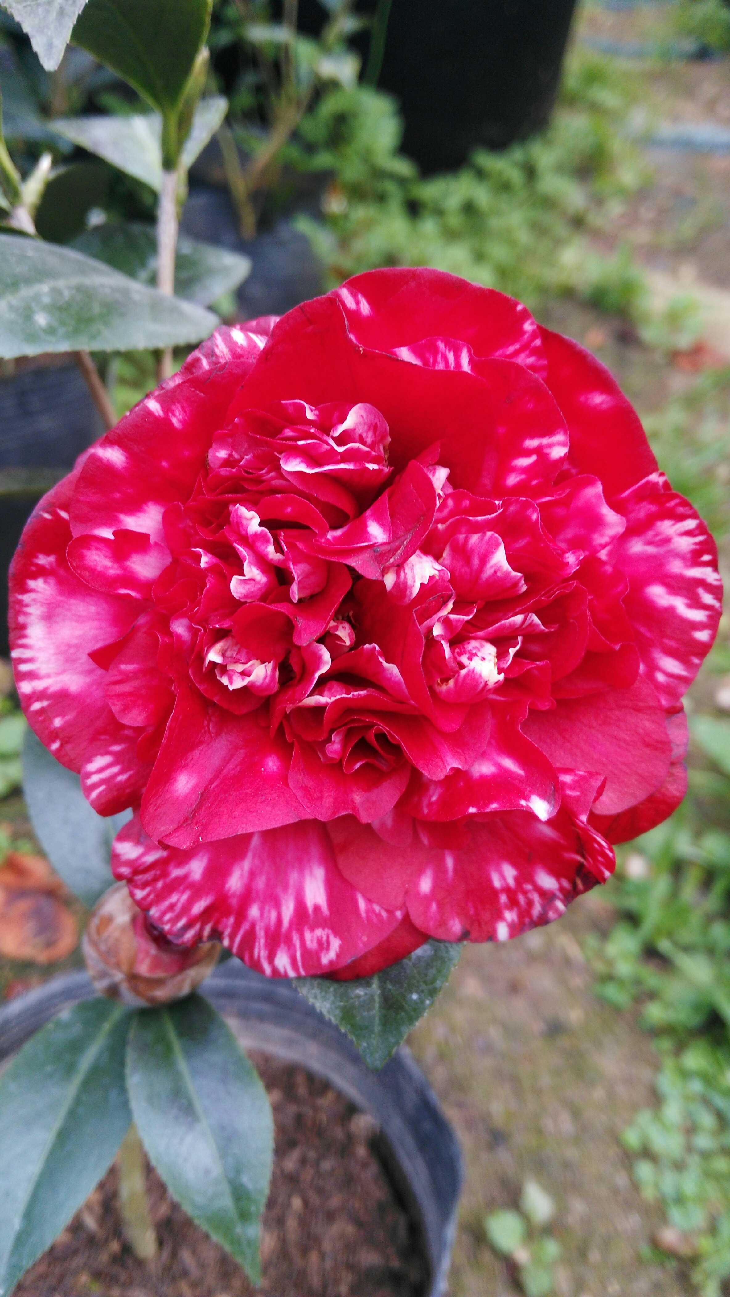 午夜魔幻 茶花 室内花卉盆栽 带原土发货 茶花特价 包成活