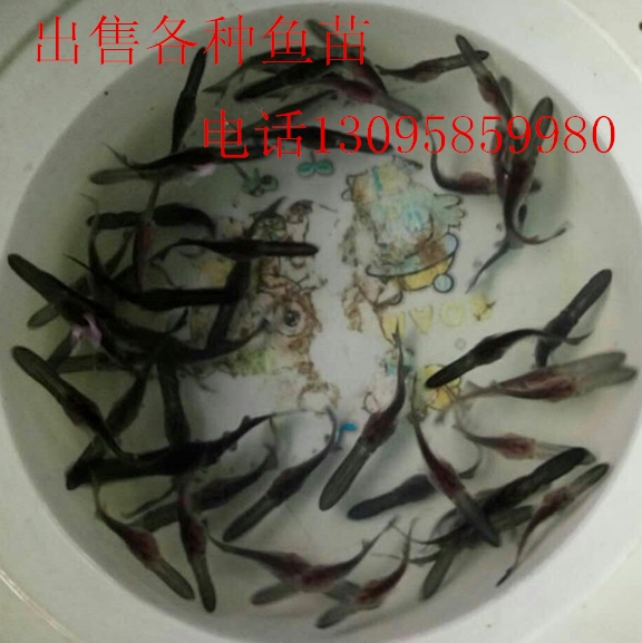 活体鱼苗花鲢鱼大头鱼鳙鱼苗胖头鱼草鱼青鱼鲫鱼鲤鱼各种淡水鱼苗