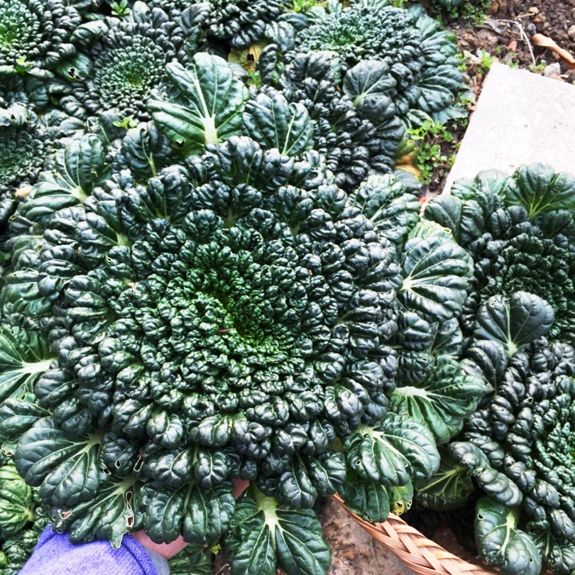 黑心乌塌菜种子 耐寒性强早熟 鲜嫩小黑菜种子 菊花菜