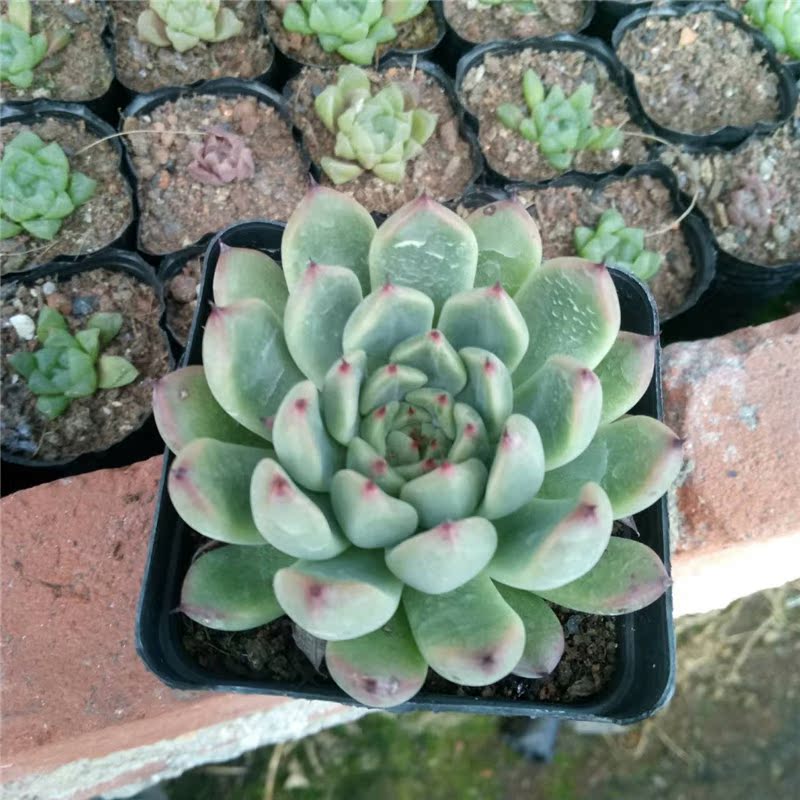 正品[水木社区 二手房]水木社区二手房交流评测