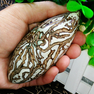 千眼菩提子原籽包邮绿果红果金刚星月菩提子新