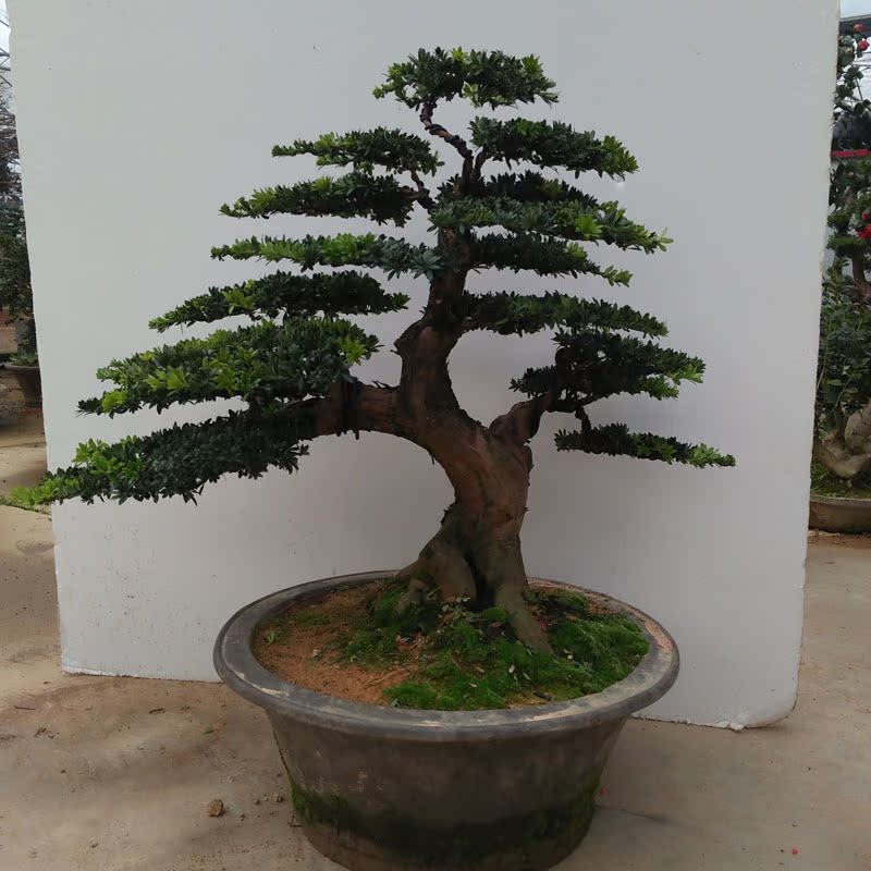 葡萄盆栽 南方北方种植苗盆景 庭院室内阳台绿植盆栽