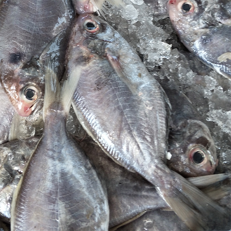 福建祥芝特产野生肉鱼白昌鱼白鲳鱼肉昌鱼肉鲳鱼鲜活海鲜海鱼500g