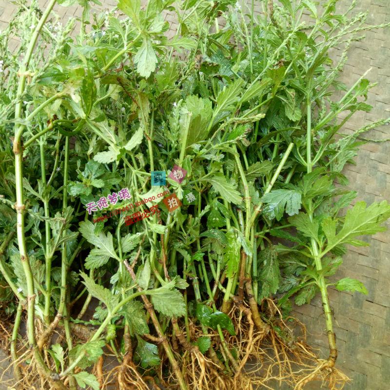 马鞭草苗 紫顶龙芽草 野生草药材新鲜马鞭草 马鞭草种苗易成活