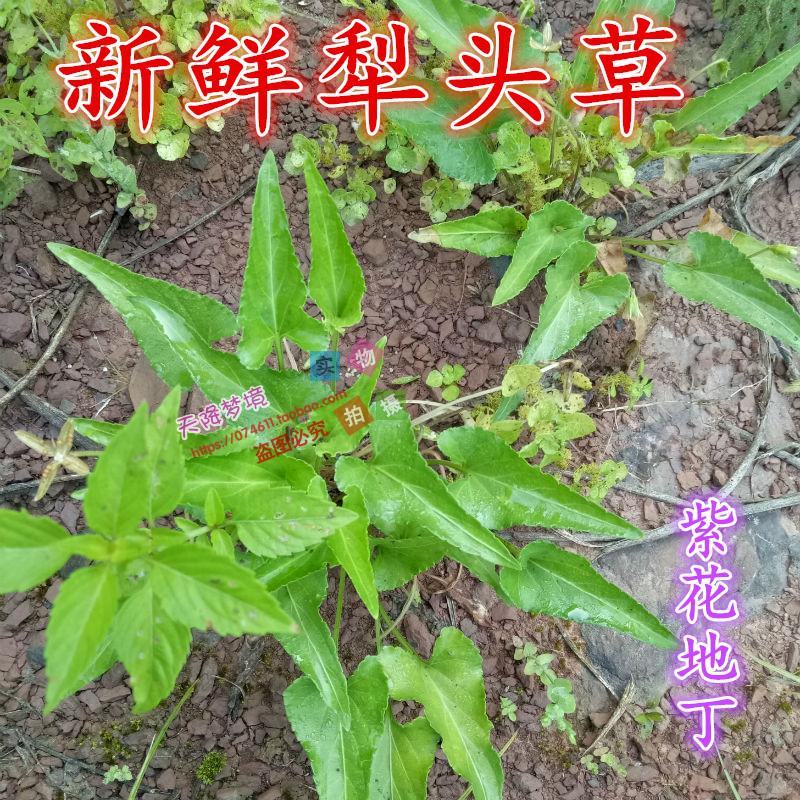 野生中草药新鲜犁头草 铧头草 心叶堇菜 紫花地丁现采图片