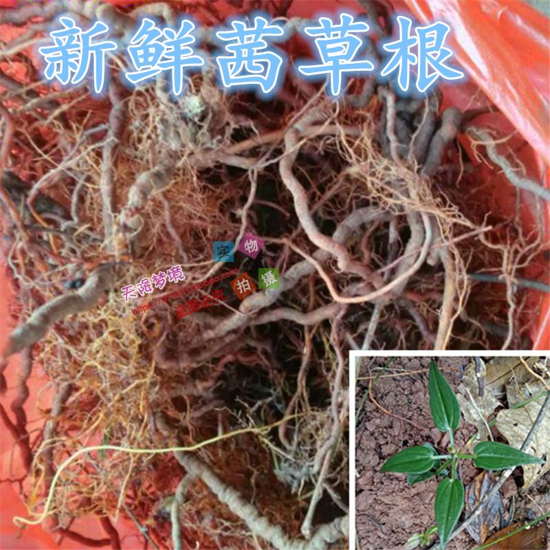 野生新鲜红根茜草根 血见愁 活 血草 拈拈草红丝线蒨草红内消现挖