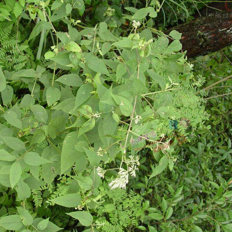 野生新鲜中草药 华泽兰 广东土牛膝 大泽兰 多须公 六月雪根500克