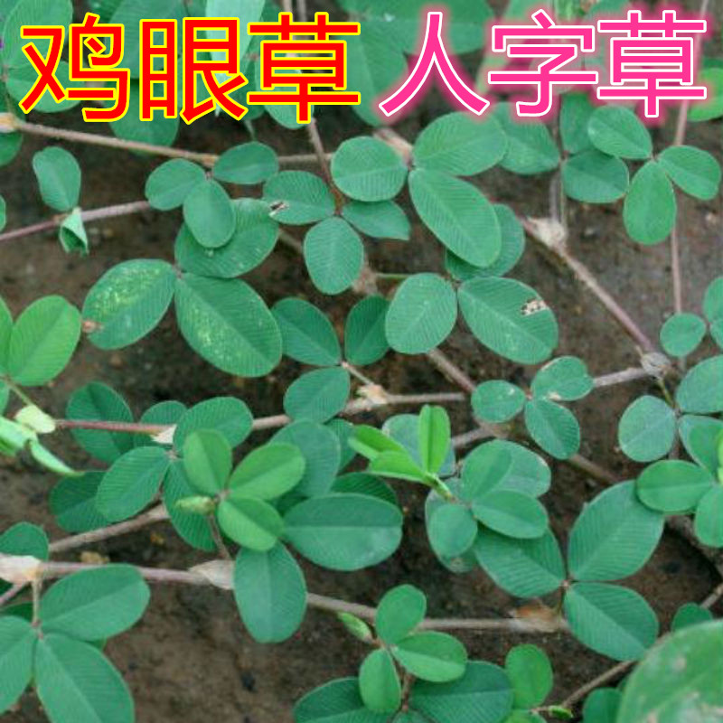 鸡 眼草人字草三叶草 人字草,苍蝇翅 铺地锦新鲜拍下现采 500克