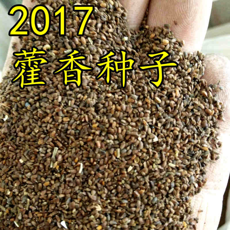 盆栽中草药材种子霍香种子解暑霍香正气香草种子藿香苗