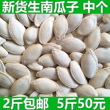 5斤50元 包邮 中个带壳南瓜子白瓜子原味南瓜籽500g 新货生南瓜子